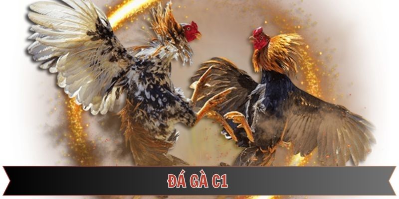 Đá Gà C1 – Tận Hưởng Trận Đấu Mãn Nhãn, Kèo Cược Đỉnh Cao