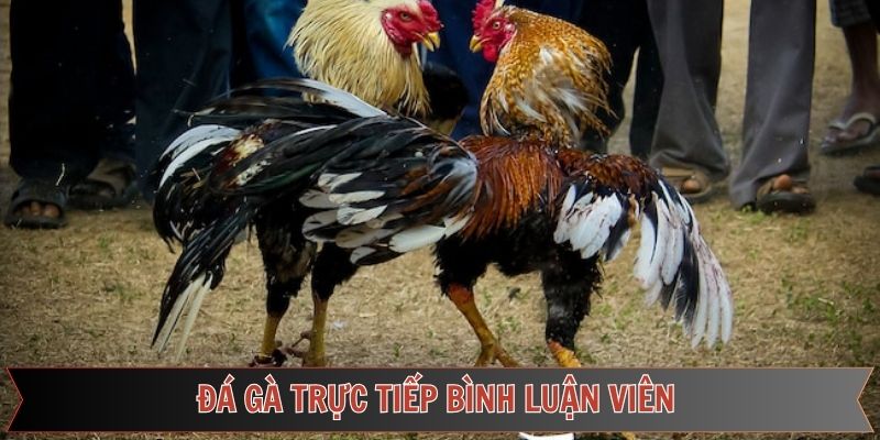 Đá Gà Trực Tiếp Bình Luận Viên Mới Lạ Vô Cùng Thú Vị
